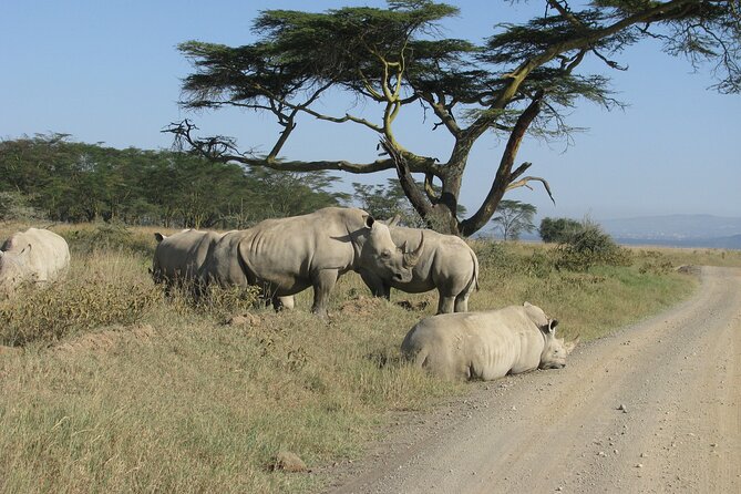 Nairobi Park Wildlife Safari - Birding Bonus: Over 400 Species, Including Big Raptors