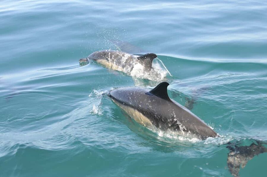 Nazaré: Dolphin Safari - Nazaré Dolphin Safari: why this 2-hour cruise is worth the money