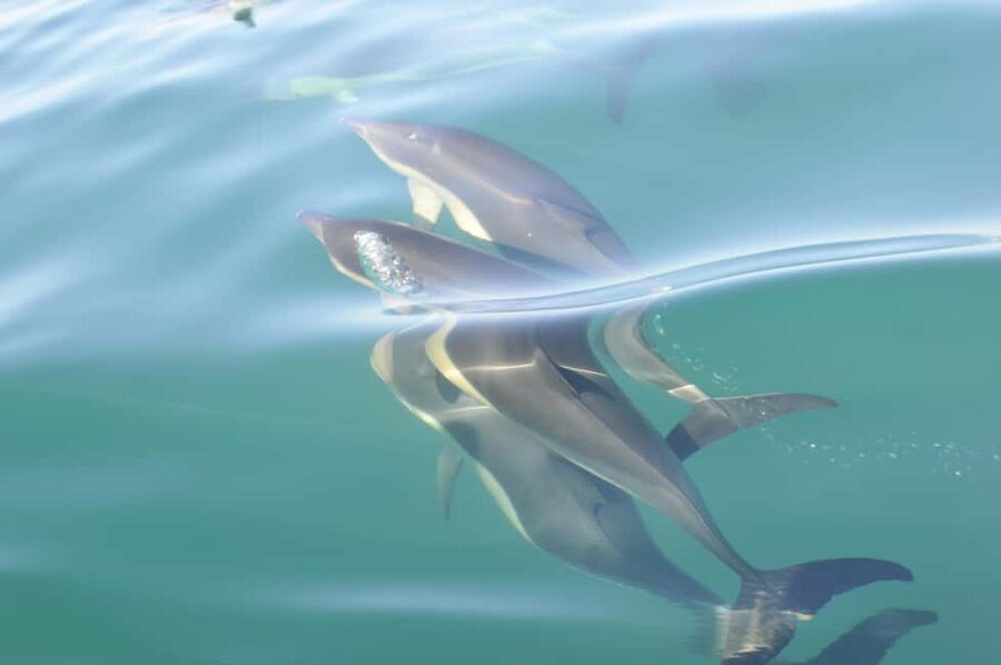 Nazaré: Dolphin Safari - Avenida Manuel Remígio meetup and the start-of-trip rhythm