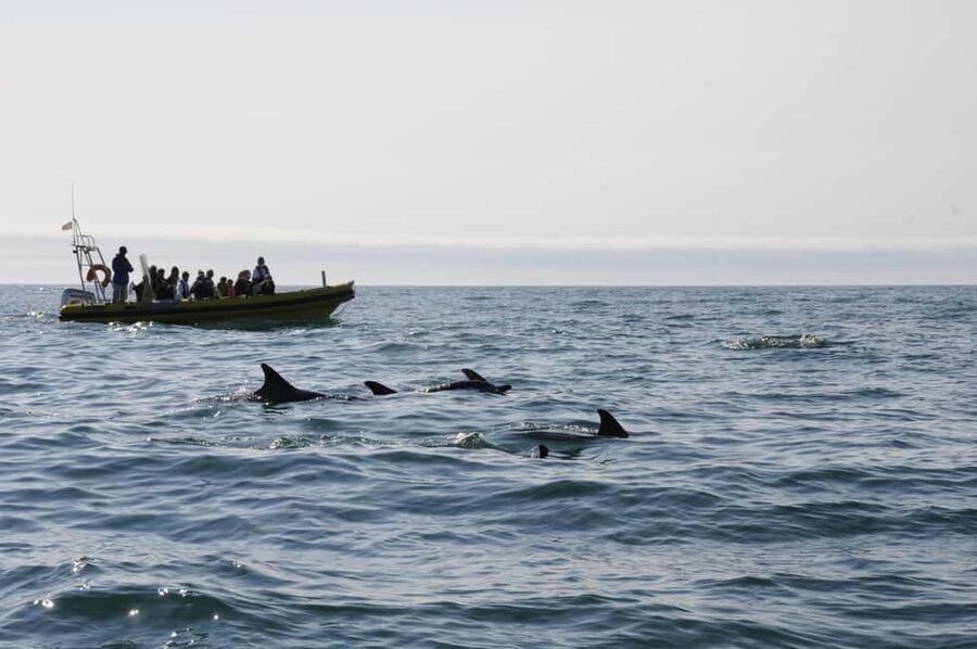 Nazaré: Dolphin Safari - Dolphin watching: the crew hunts, and you get the payoff (when they show)