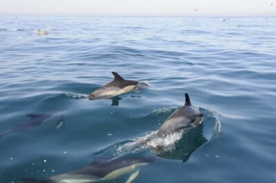 Nazaré: Dolphin Safari - The marine life viewing stretch: how spotting works before the big moment