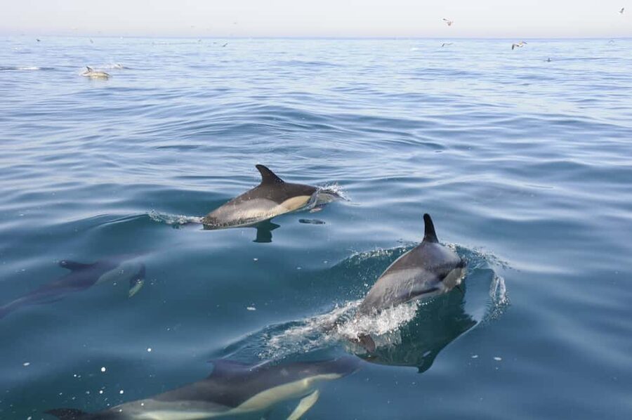 Nazaré: Dolphin Safari - The marine life viewing stretch: how spotting works before the big moment