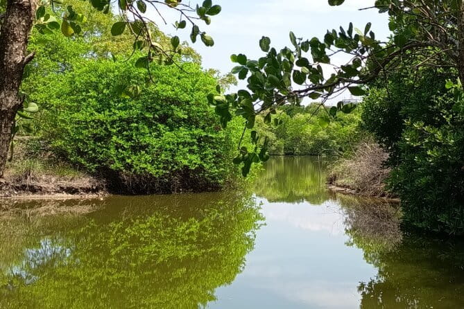 Negombo Lagoon Boat Safari Hotel Pickup(Monkey,Mangrove) - When to schedule this lagoon safari for comfort and better viewing