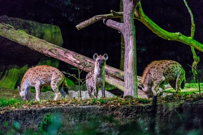 Night Safari Ticket Including Tram Ride - Singapore Night Safari: why it hits differently after dusk