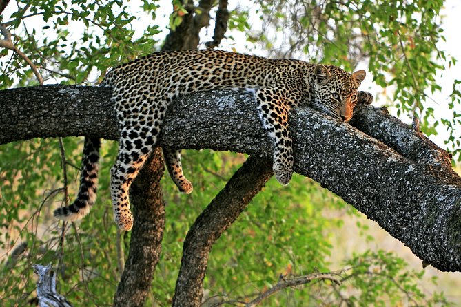 Night Safari Tour with Transfer - Key things I’d watch for before you go
