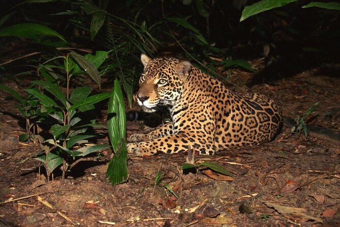 Night Safari Tour with Transfer - Hotel transfer timing: the 6:00pm start and why it’s touchy