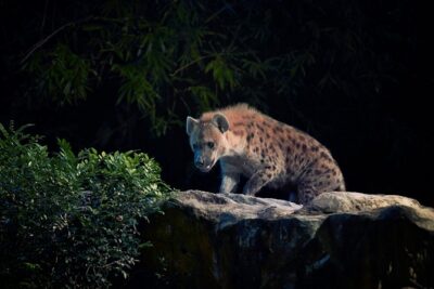 Night Safari with Buffet Dinner with hotel pick-up - Inside the Park: East and West Loops on the Open Tram