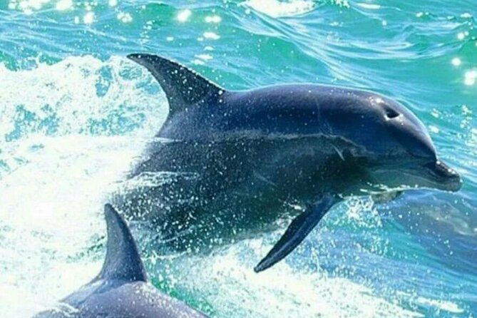 Noosa ocean adventure & Dolphin safari. - Noosa River Stop: The Calm Warm-Up Before the Open Water