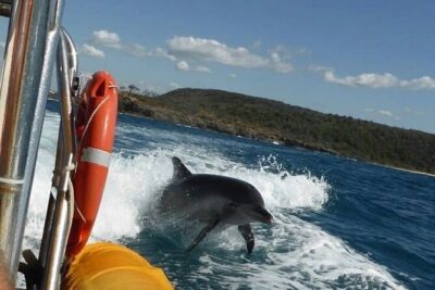 Noosa Ocean adventure & Dolphin Safari. - Chasing Dolphins from a Jet Boat That Actually Goes