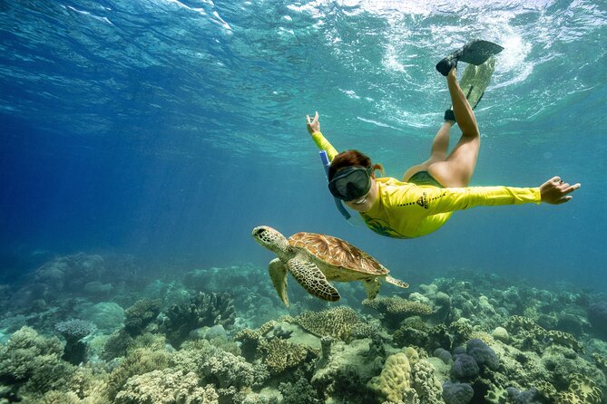 Ocean Safari Great Barrier Reef Experience in Cape Tribulation - Ocean Safari Great Barrier Reef: key things to know before you go