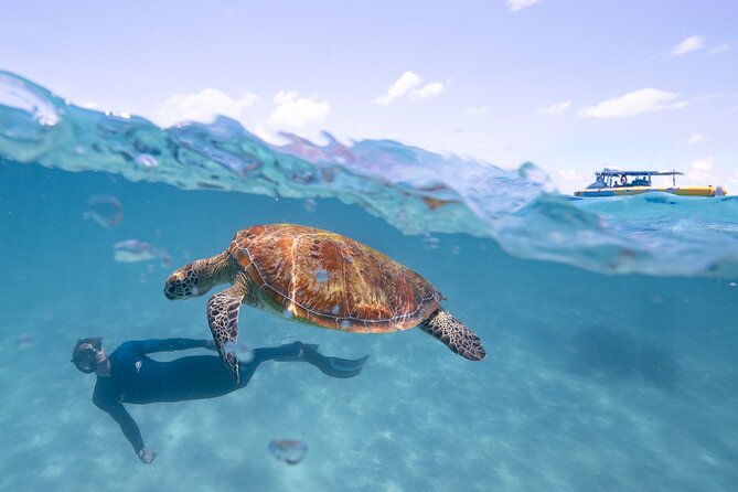 Ocean Safari Great Barrier Reef Experience in Cape Tribulation - Price and value: what $148.47 gets you (and what costs extra)