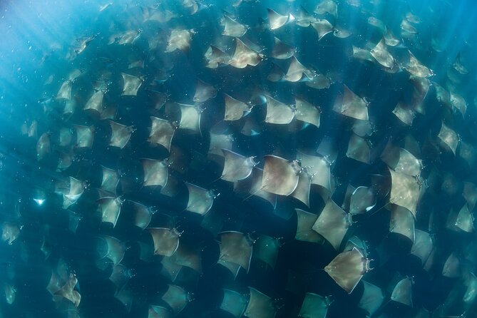 Ocean Safari in San Jose del Cabo - Key things that make this Ocean Safari work