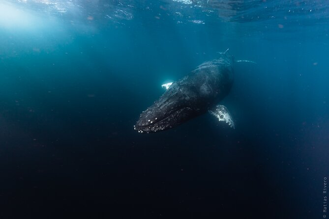 Ocean Safari in San Jose del Cabo - How Wildlife Watching Actually Works Here (Not a Fixed Route)