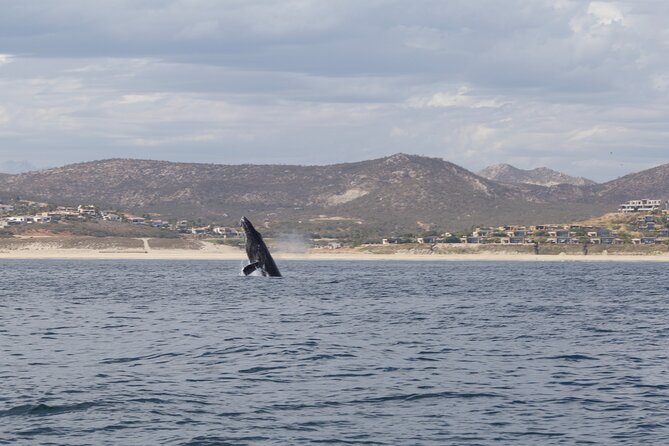 Ocean Safari in San Jose del Cabo - The Marine Life You Might See (And Why It Varies)