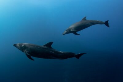 Ocean Safari in San Jose del Cabo - When You Snorkel: What You Gain and What to Expect