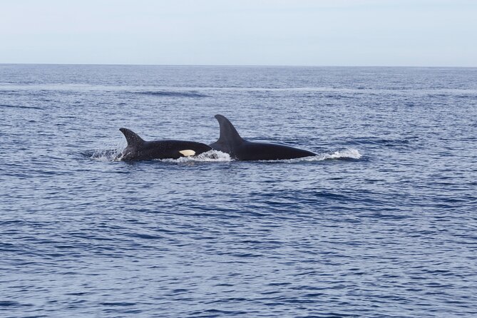 Ocean Safari in San Jose del Cabo - Lunch Onboard: Real Fuel for a Long Ocean Day