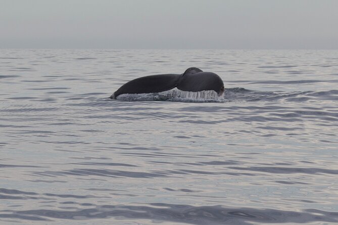 Ocean Safari in San Jose del Cabo - Comfort and Convenience: The Small-Boat Advantage