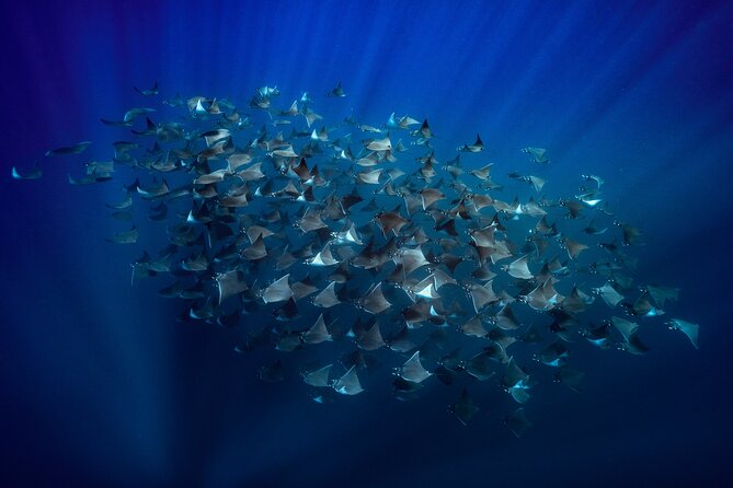 Ocean Safari: Sea Lions, Mobula Rays, Dolphins, Orcas & Whales - Ocean Safari Quick Hits (What Makes It Special)