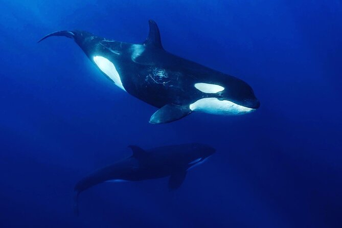 Ocean Safari: Sea Lions, Mobula Rays, Dolphins, Orcas & Whales - La Ventana Morning: Why This Tour Works So Well