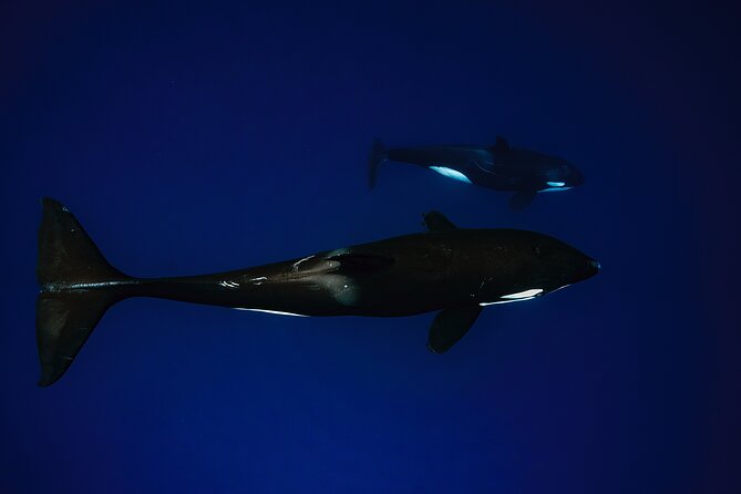 Ocean Safari: Sea Lions, Mobula Rays, Dolphins, Orcas & Whales - Dolphin and Killer Whale Snorkel Potential (And How to Think About It)