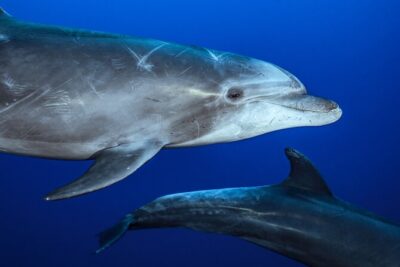 Ocean Safari: Sea Lions, Mobula Rays, Dolphins, Orcas & Whales - Mobula Rays Snorkel: The Most Eye-Catching Moment