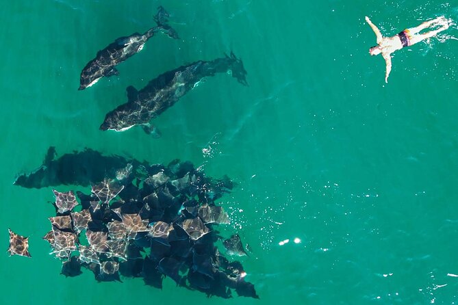 Ocean Safari: Sea Lions, Mobula Rays, Dolphins, Orcas & Whales - Whale Watching: When the Ocean Turns Bigger