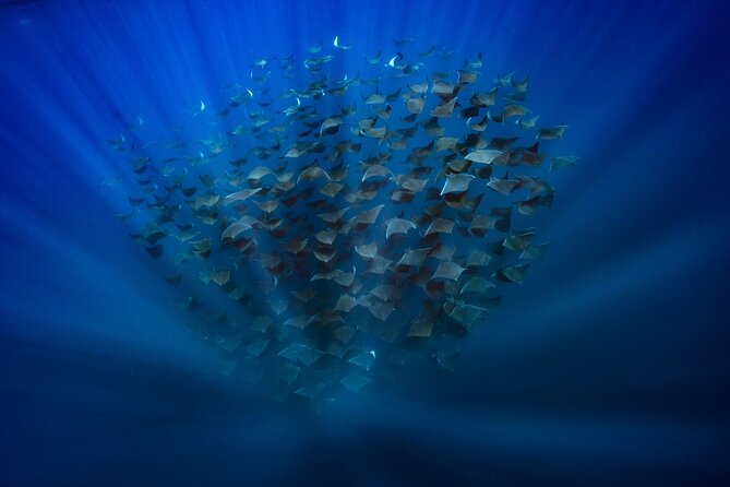 Ocean Safari: Sea Lions, Mobula Rays, Dolphins, Orcas & Whales - Orcas: More Frequent, Still Not a Daily Bet
