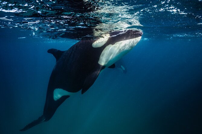Ocean Safari: Sea Lions, Mobula Rays, Dolphins, Orcas & Whales - What the Day Feels Like on the Water