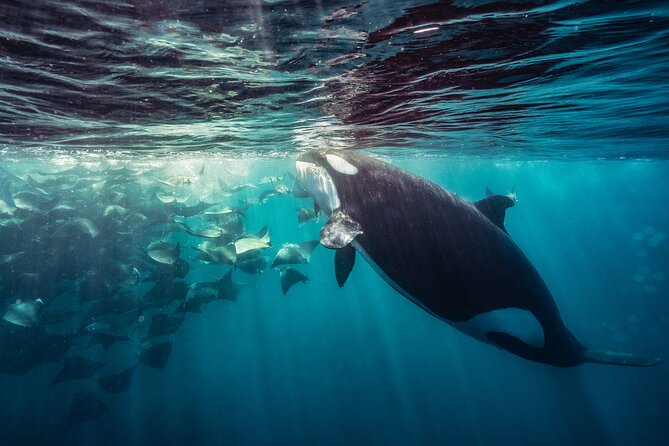 Ocean Safari: Sea Lions, Mobula Rays, Dolphins, Orcas & Whales - Price and Value: Is $179.22 a Good Deal?