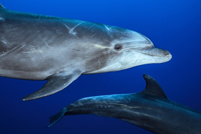 Ocean Safari: Sea Lions, Mobula Rays, Dolphins, Orcas & Whales - Mobula Rays Snorkel: The Most Eye-Catching Moment