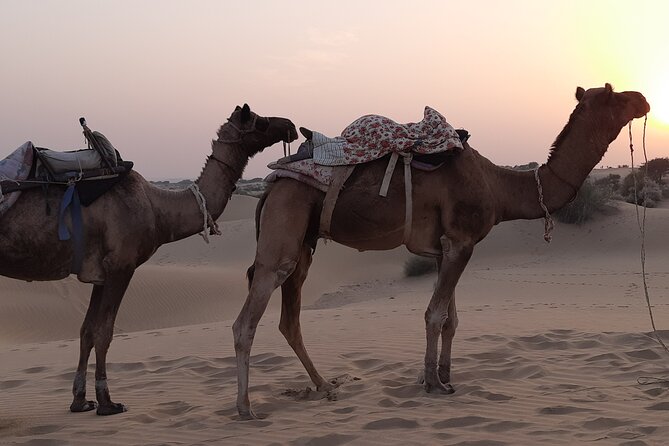 Off the beaten track overnight Camel Safari Tour Jaisalmer - Why this overnight safari stays quiet in the middle of nowhere