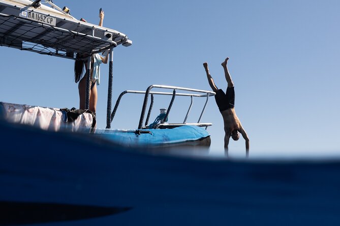 Offshore Wildlife Safari and Reef Snorkel - Key highlights at a glance