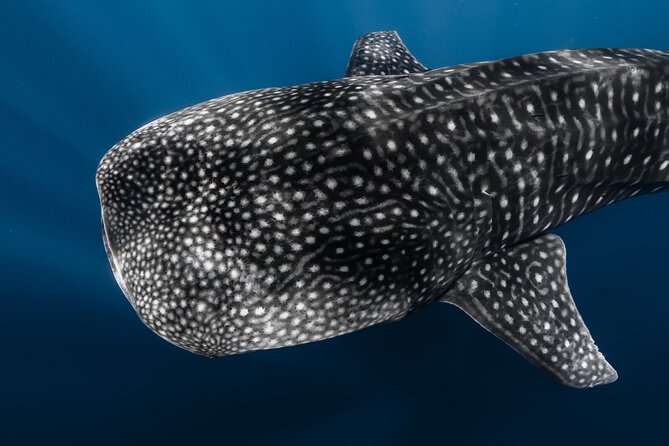 Offshore Wildlife Safari and Reef Snorkel - How the 4 hours works out on the water