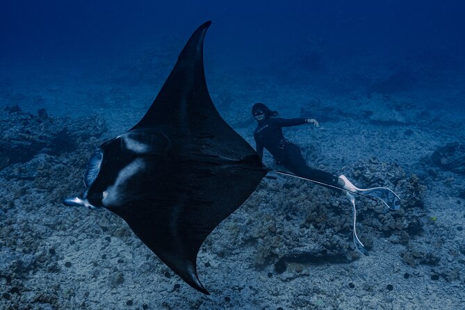Offshore Wildlife Safari and Reef Snorkel - Reef snorkel and offshore conditions: what to bring