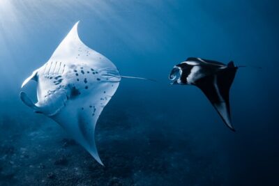 Offshore Wildlife Safari and Reef Snorkel - The crew game: fast spotting without chaos