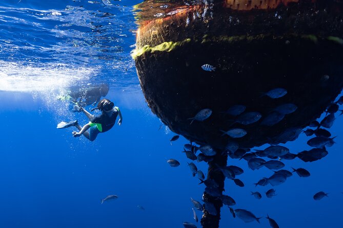Offshore Wildlife Safari and Reef Snorkel - 8:00 am meeting point and how to set yourself up