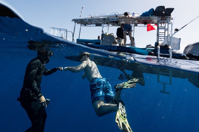 Offshore Wildlife Safari and Reef Snorkel - Who should book this Kona safari, and who should pass
