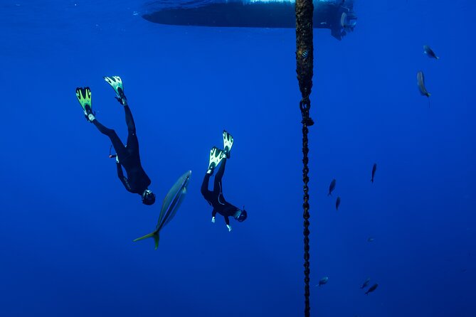 Offshore Wildlife Safari and Reef Snorkel - Should you book this offshore wildlife safari?