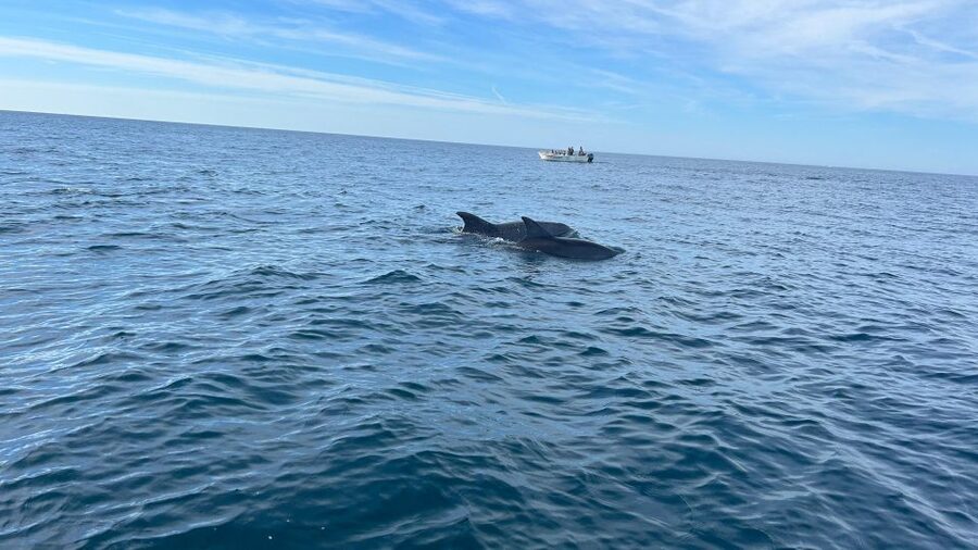 Olhão- Safari Watching Dolphins and other species - Key things I’d circle before you go