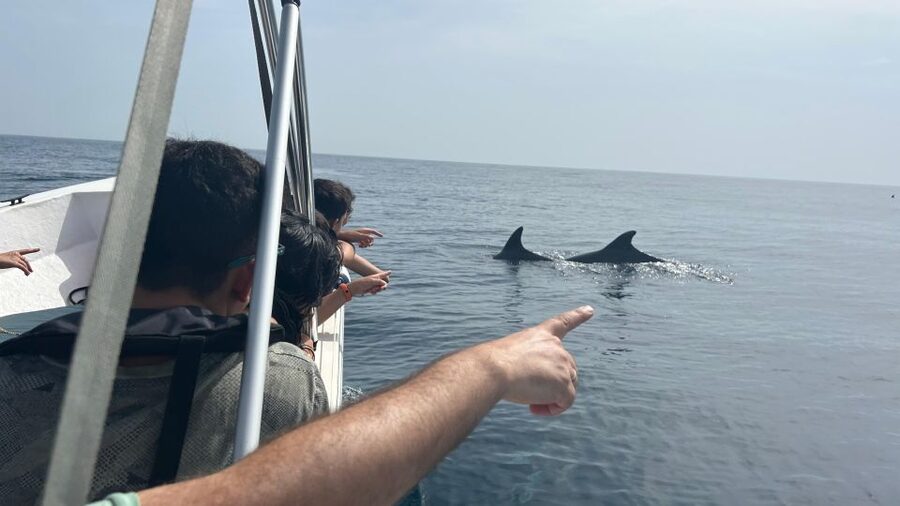 Olhão- Safari Watching Dolphins and other species - Why Olhão’s waters are made for dolphin watching
