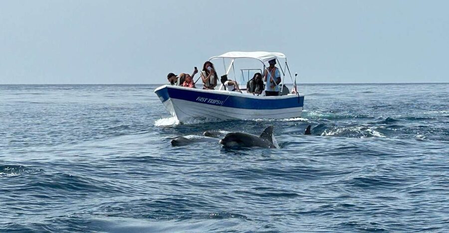 Olhão- Safari Watching Dolphins and other species - The 2-hour safari rhythm: how dolphin spotting usually unfolds