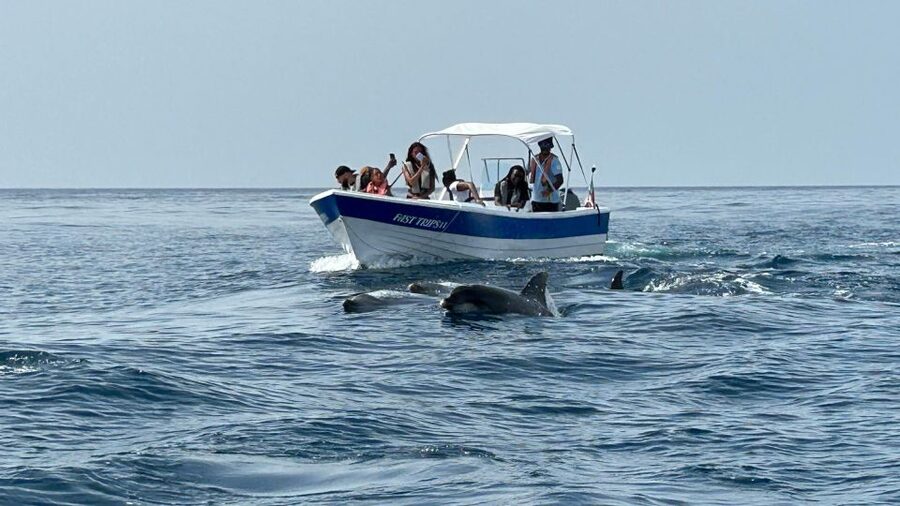 Olhão- Safari Watching Dolphins and other species - Getting started at Avenida 5 de Outubro: what your first 10 minutes should feel like