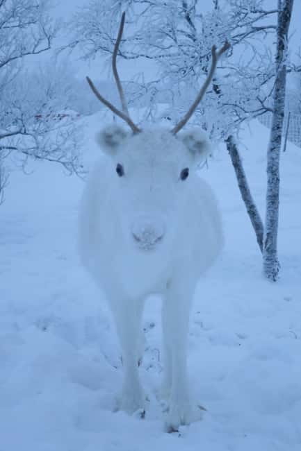 Once-in-a-lifetime Snowmobile Safari to Lapland Viewpoint - Who should book this snowmobile safari from Kiruna?