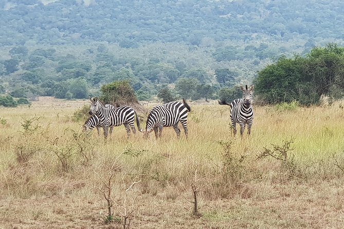 One-day Akagera National Park Game Drive with a Choice 4x4 - Key things to know before you go