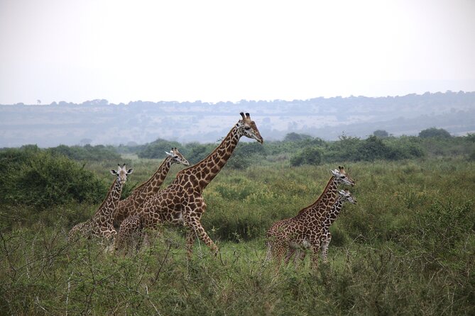 One-day Akagera National Park Game Drive with a Choice 4x4 - Choosing your 4x4: pop-up roof vs SUV and what you actually get