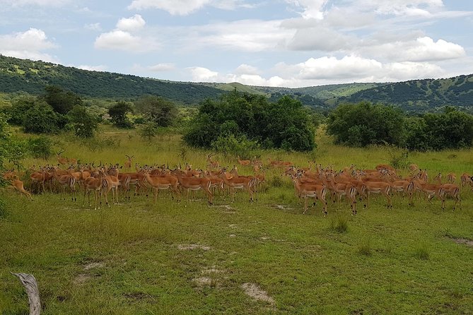 One-day Akagera National Park Game Drive with a Choice 4x4 - The optional Ihema Lake boat ride: worth it for hippos, crocs, and birds
