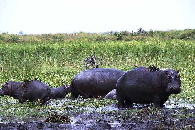 One-day Akagera National Park Game Drive with a Choice 4x4 - Lunch, power, WiFi, and the small comforts that matter in the wild