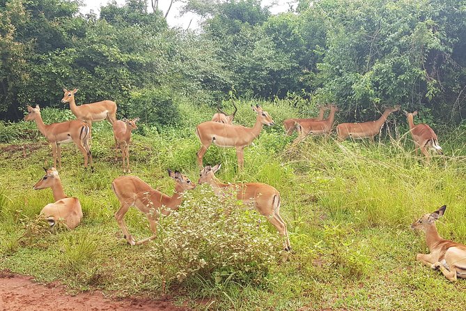 One-day Akagera National Park Game Drive with a Choice 4x4 - Guides are the difference maker: names you might request