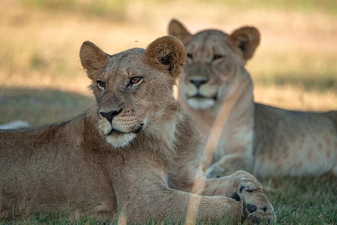 One Day Akagera Wildlife Safari - Key things to know before you go
