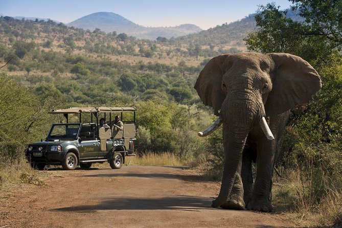 One day Safari including a 5 Hour Open Safari Vehicle Drive - Key Takeaways Before You Go